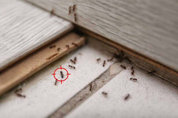 Best Rodent Control Near Me  in Syracuse, KS