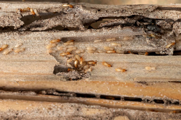 Best Exterminator Services  in Syracuse, KS